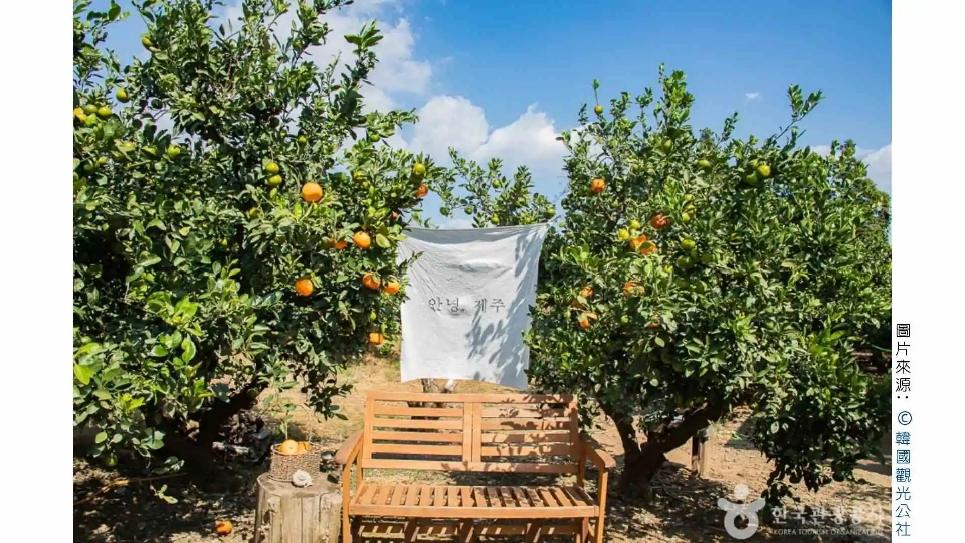 PTT&Dcard分享【濟州島跟團】行程好玩嗎？